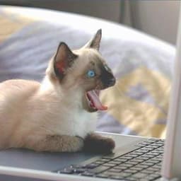 Jeremy Jeffrey Matos Cangalaya